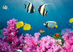 Oceans: Coral Seas Instructional Video