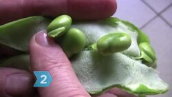How to Prepare Fava Beans Instructional Video