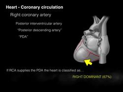 Heart Coronary circulation (OLD version) Instructional Video