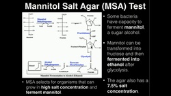 Microbiology: Mannitol Salt Agar (MSA) Instructional Video