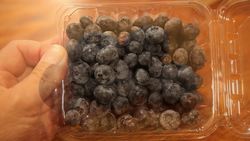 Plant Activities: Seeds and Germination Instructional Video