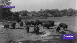 Protecting Bison Is Critical To Native American Ecosystem, Culture News Clip