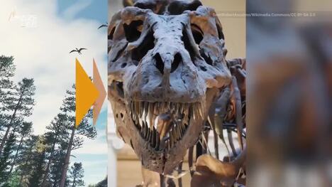 Is the T-Rex Actually Three Different Species in One?
