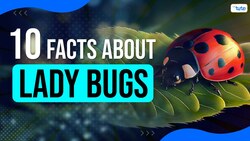 DID YOU KNOW - The Ladybugs Play Dead for defense Instructional Video