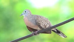 Dove on power line Stock Footage
