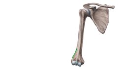 Knöcherne Orientierungspunkte Instructional Video