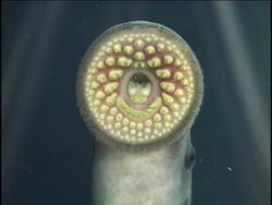 Features of Fish: Jawless Fishes Instructional Video