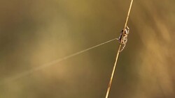 Spider siting on dry grass and holding a spider web in wind Stock Footage