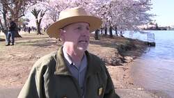 Washington's Tidal Basin has a flooding problem Instructional Video