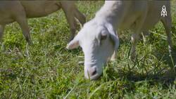 Zach Richardson, Urban Shepherd's Journey with Grazing Sheep Instructional Video