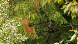 Barred Owl Stock Footage