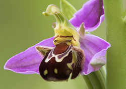 Crafty orchids Instructional Video