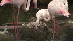 In a Flamingo Household, the Parenting Responsibilities Are Divided Equally Instructional Video