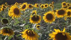 What is Matter Instructional Video