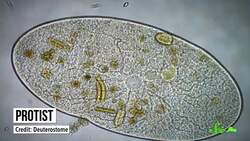 The Virus Eaters Instructional Video