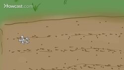 How to Grow Lima Beans Instructional Video