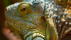 Sleeping dragon. Close-up portrait of a resting vibrant Lizard. Selective focus. Green Iguanas are native to tropical areas of Mexico, Central America, South America, and the Caribbean Stock Footage