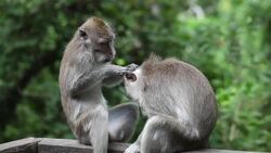 Curious Monkeys: Close-Up Footage of Their Inquisitive World Stock Footage