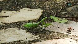 The Art of Camouflage in African Wildlife Instructional Video