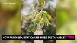 Combatting Wastefulness in the Food Industry News Clip