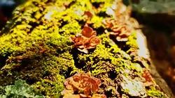 Tree Bark and Lichen Macro Details 4K Stock Footage