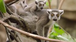 How to Prepare Food for a Ringtail Lemur Instructional Video