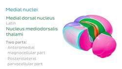 Thalamic nuclei Instructional Video