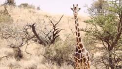 How to Tell Different Species of Giraffes Apart by Their Spots Instructional Video
