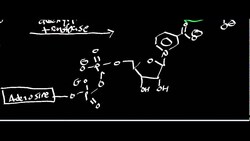 NAD Biosynthesis Instructional Video
