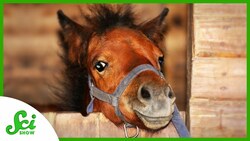 News | Where Did Domesticated Horses Come From? Instructional Video