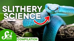 Shocking Facts About Snakes You Should Definitely Know Instructional Video