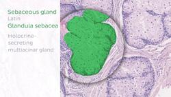 Intraepithelial glands Instructional Video