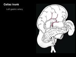 Celiac trunk Instructional Video