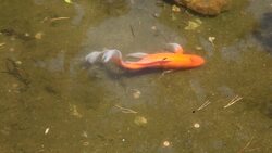 Interactions in Ecosystems Instructional Video