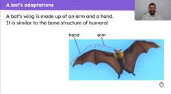 Generating information about bats to be used in a non-chronological report Instructional Video