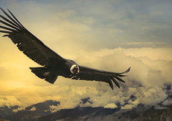 Andean Condor Instructional Video