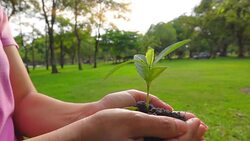 Slow motion of woman hand planting tree. Stock Footage