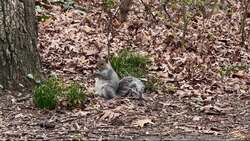 Explore the seasonal flora and fauna unique to Prospect Park in Brooklyn News Clip