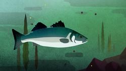 TED-Ed: Could underwater farms help fight climate change? - Ayana Elizabeth Johnson and Megan Davis Instructional Video