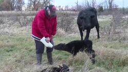 'Miracle' birth of quadruplet calves shocks Ruthven farm family News Clip