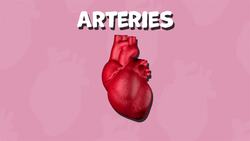 I WONDER - What Job Do Arteries Do? Instructional Video