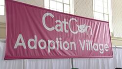 World's largest cat-centric event taking place in Pasadena Instructional Video