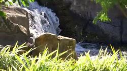 Waterfall in slow motion 180fps Stock Footage