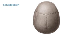 Schädel Instructional Video