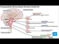 Parasympathetic Nervous System (Cranial Part) | Pathways & Components Instructional Video