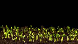 I WONDER - How Does Biodiversity Affect What We Eat? Instructional Video