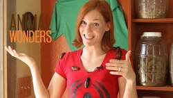 Creepy Crawly Halloween Special Instructional Video