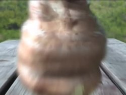 Heat and Energy: Forms of Energy Instructional Video