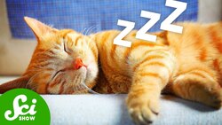 What's Your Cat Dreaming About? Instructional Video