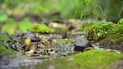 Clean creek in the forest near the waterfall. Stock Footage